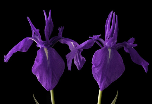 990026 (a): :2048x1400